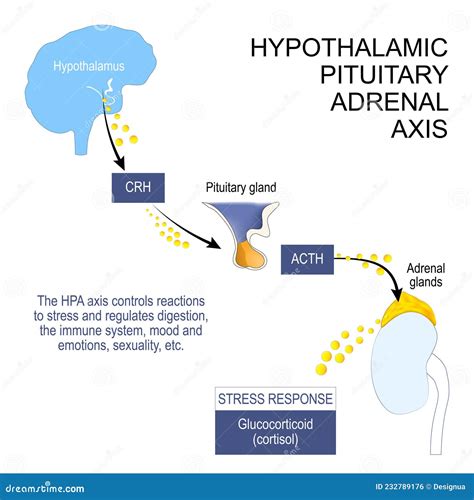 hypothalamic pituitary axis|More.